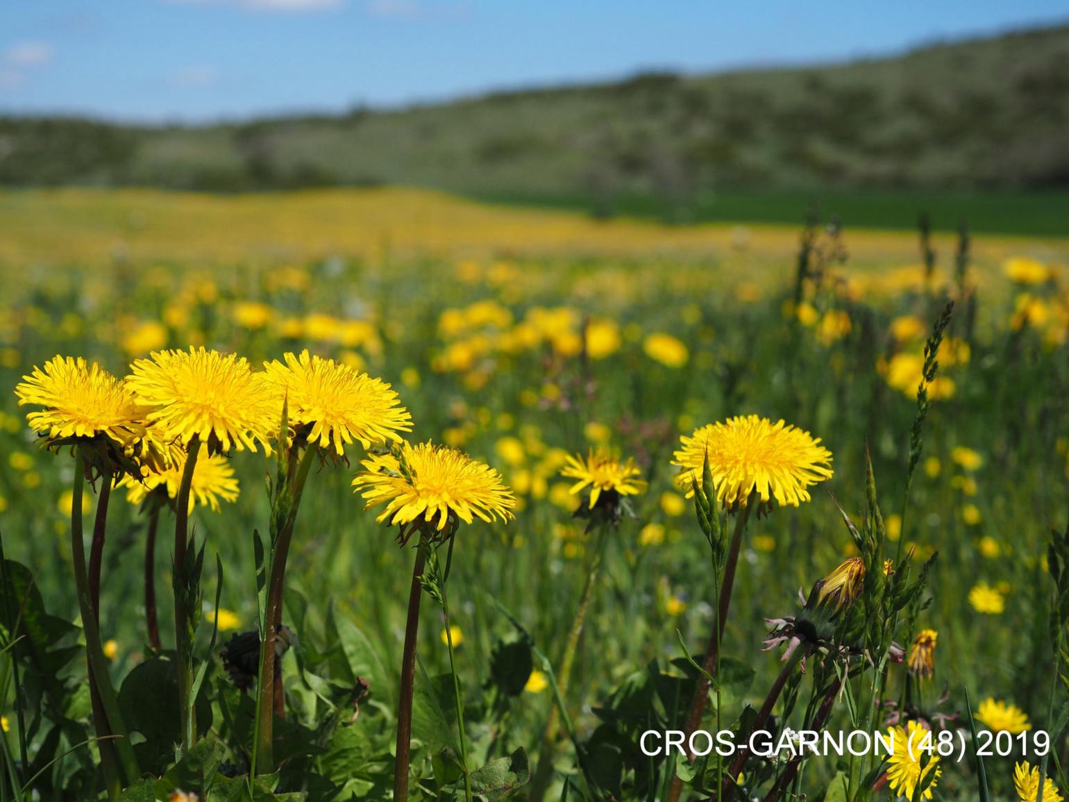 Dandelion, Common